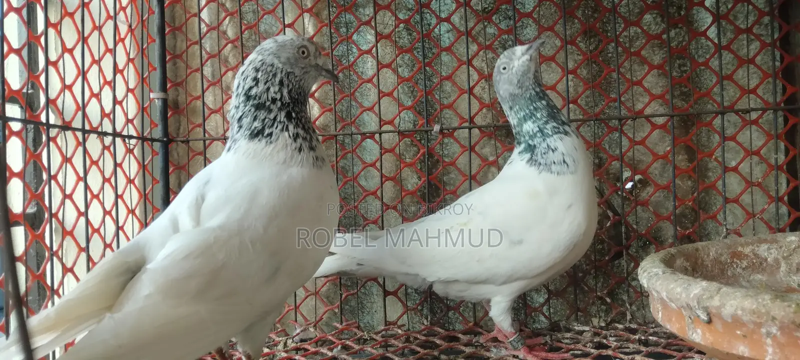 Pigeons for sale