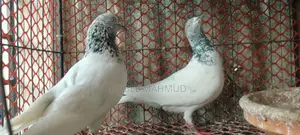 Pigeons for sale