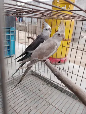 Cockatiel Running Pair