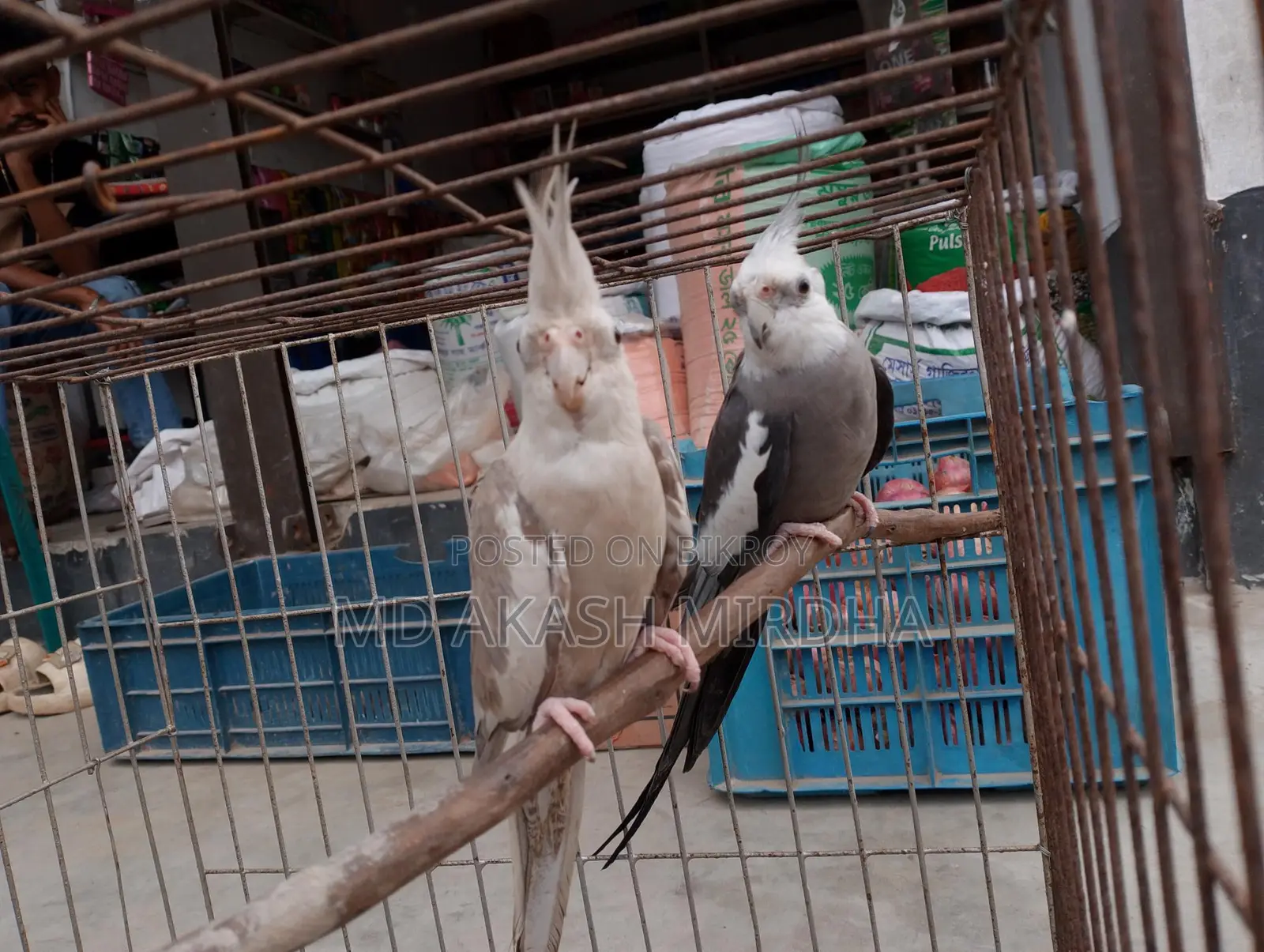 Cockatiel Running Pair