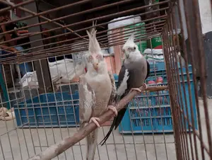 Cockatiel Running Pair