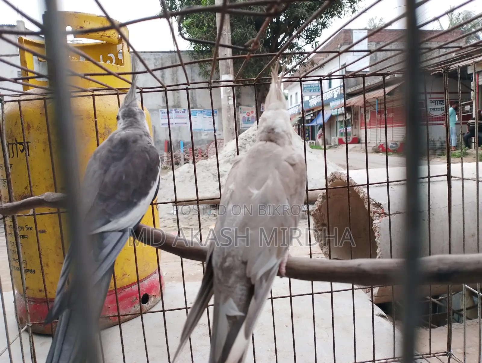 Cockatiel Running Pair