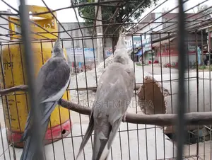 Cockatiel Running Pair