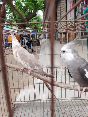 Cockatiel Running Pair