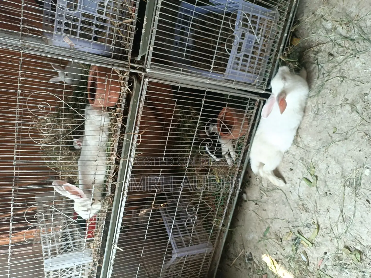 Rabbits for Sale