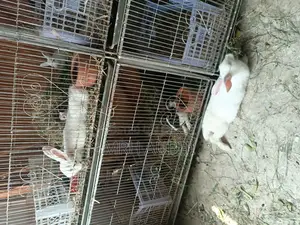 Rabbits for Sale