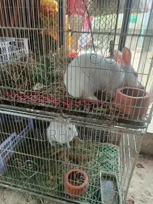 Rabbits for Sale