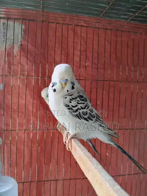 English TCB pair