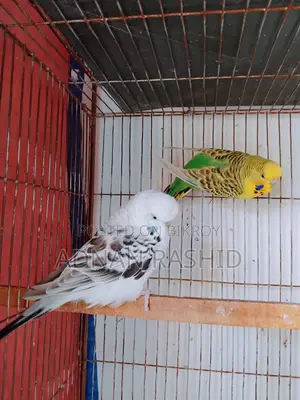 English TCB pair