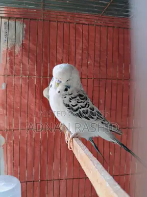 English TCB pair