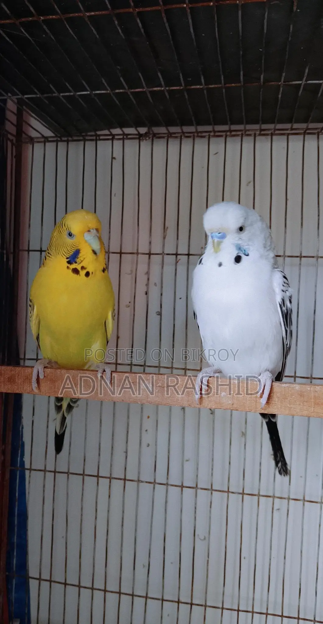 English TCB pair