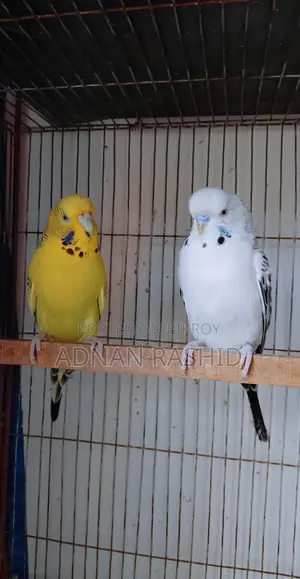 English TCB pair