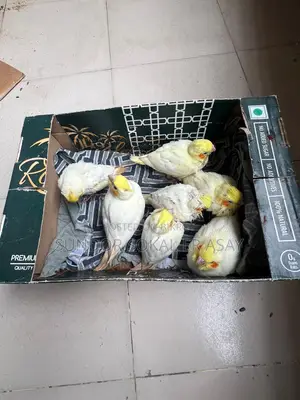 Cockatiel