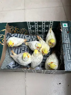 Cockatiel