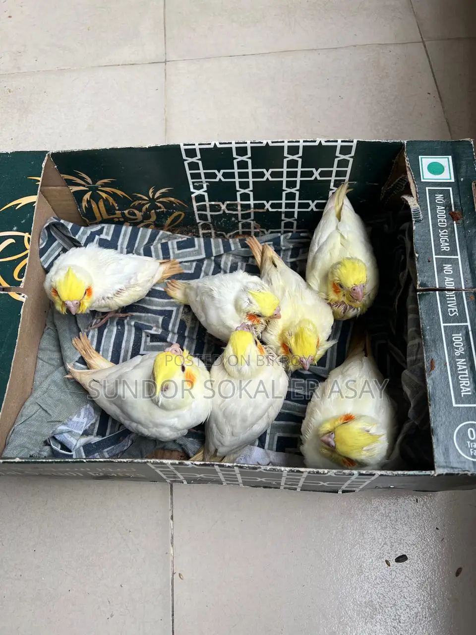 Cockatiel