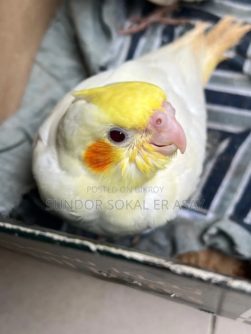 Cockatiel