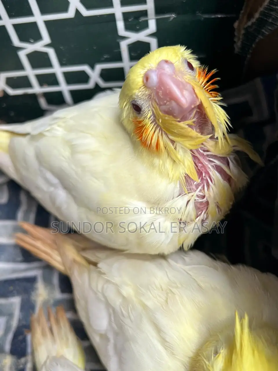 Cockatiel