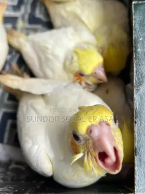 Cockatiel