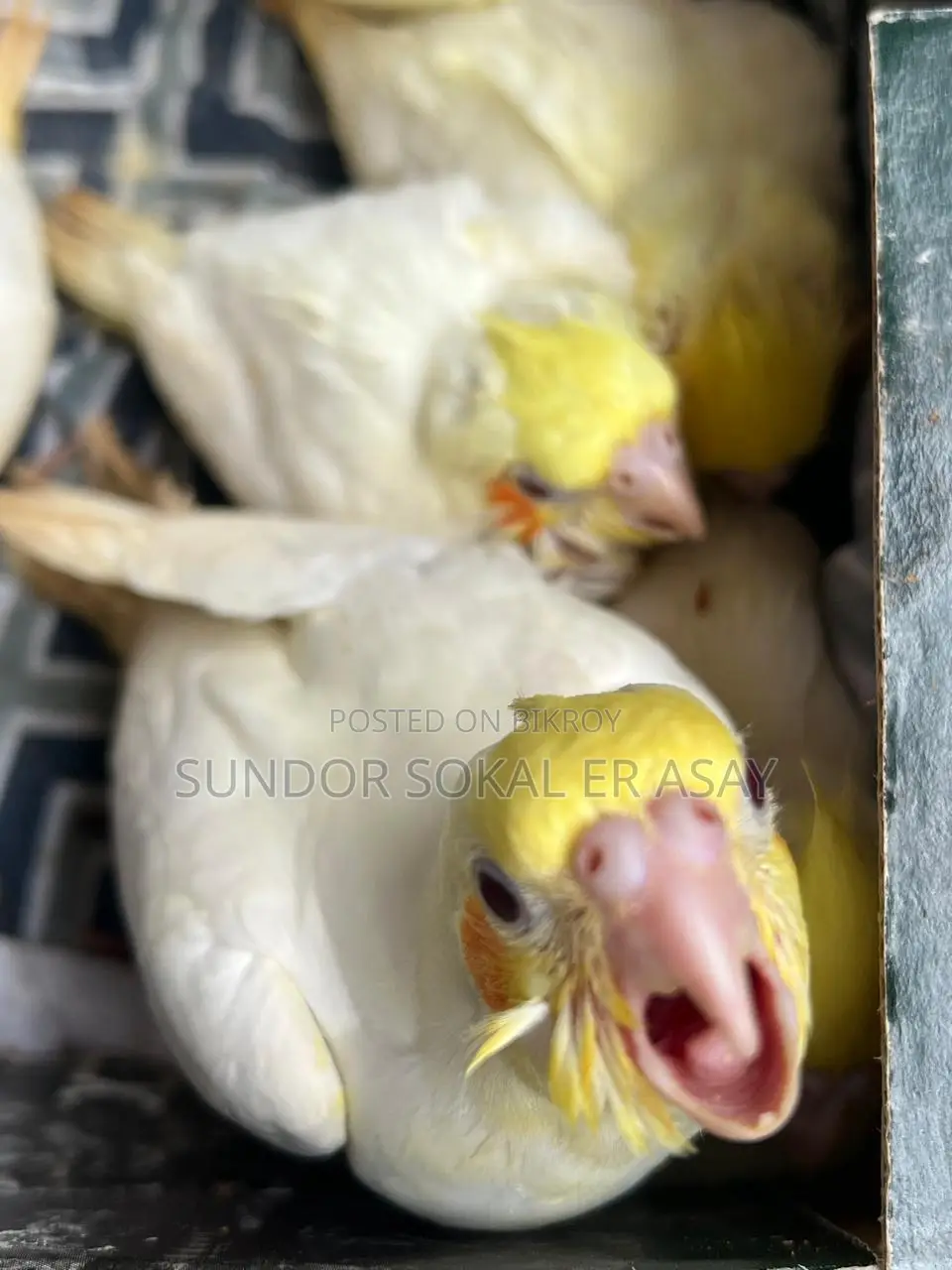 Cockatiel