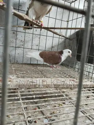 Red Garra Male
