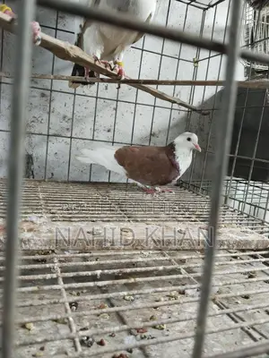 লাল গড়রা নর