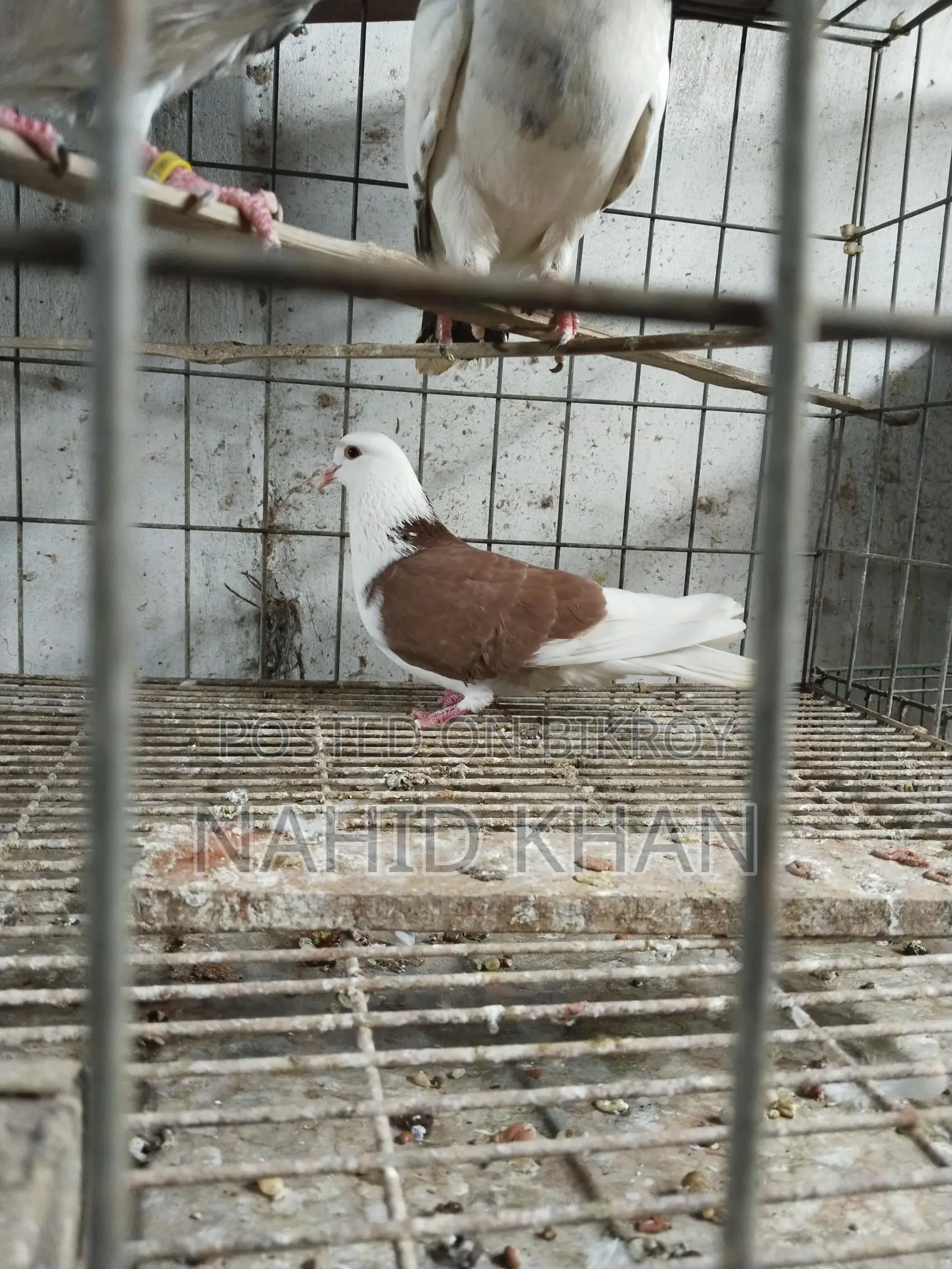 লাল গড়রা নর