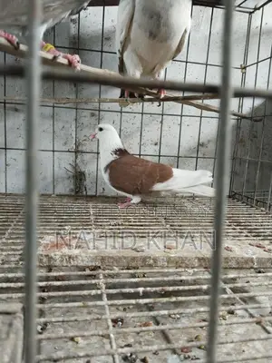 লাল গড়রা নর
