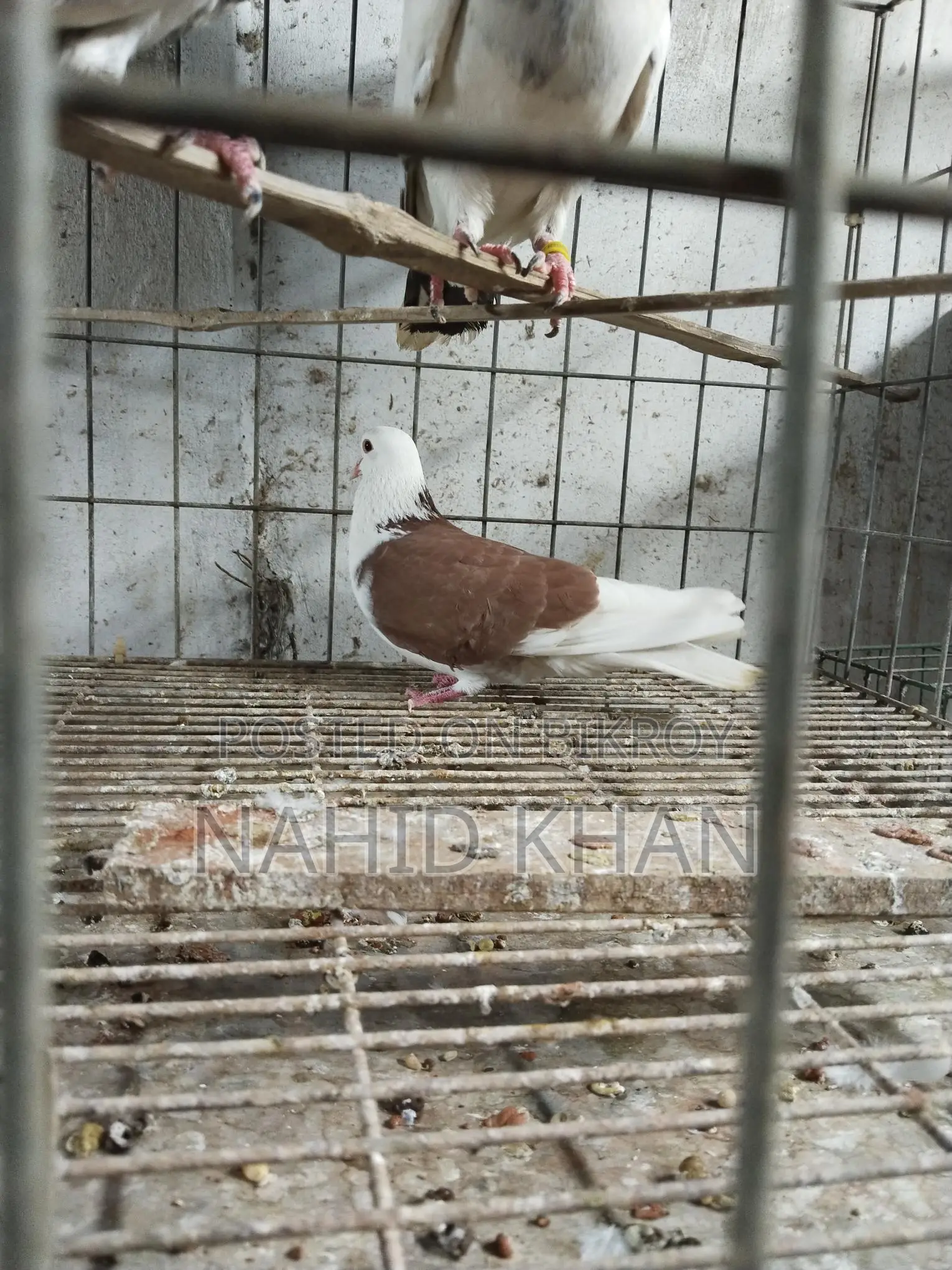 লাল গড়রা নর