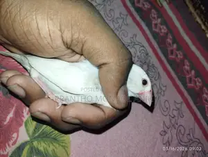 একজোড়া অ্যালবিনো রেড আই বাজিগর ও এক পিস ফিমেল জাভা সেল হবে