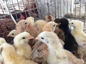 Chicken Chicks