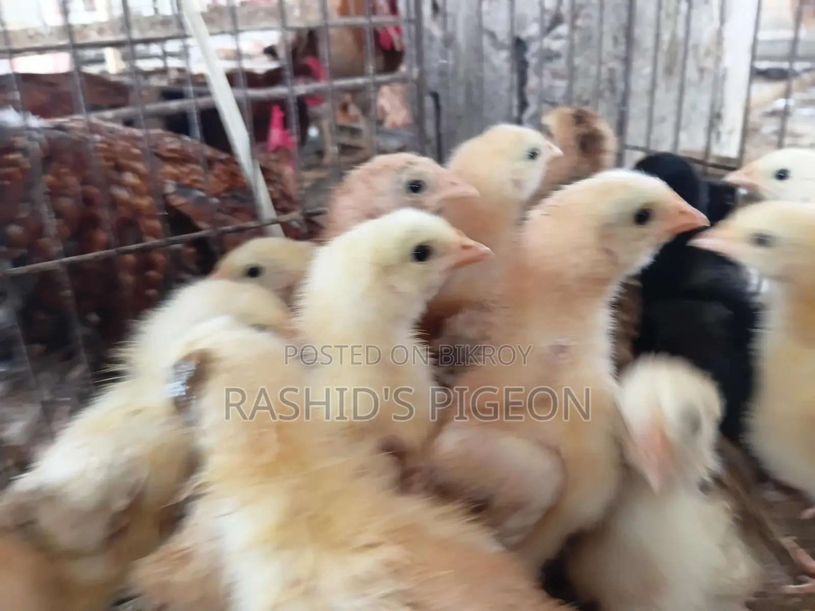 Chicken Chicks