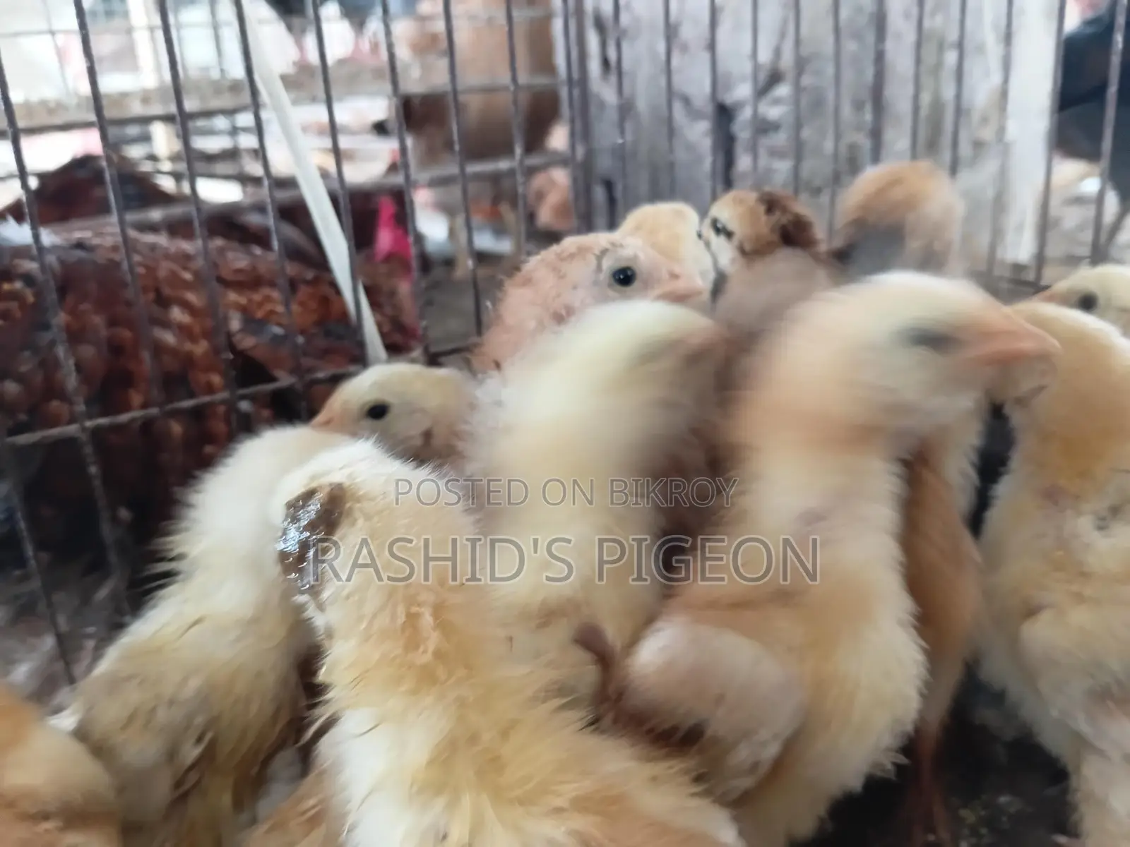 Chicken Chicks