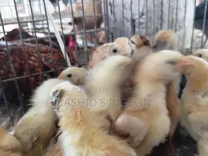 Chicken Chicks