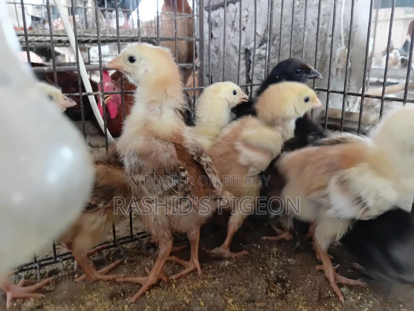 Chicken Chicks