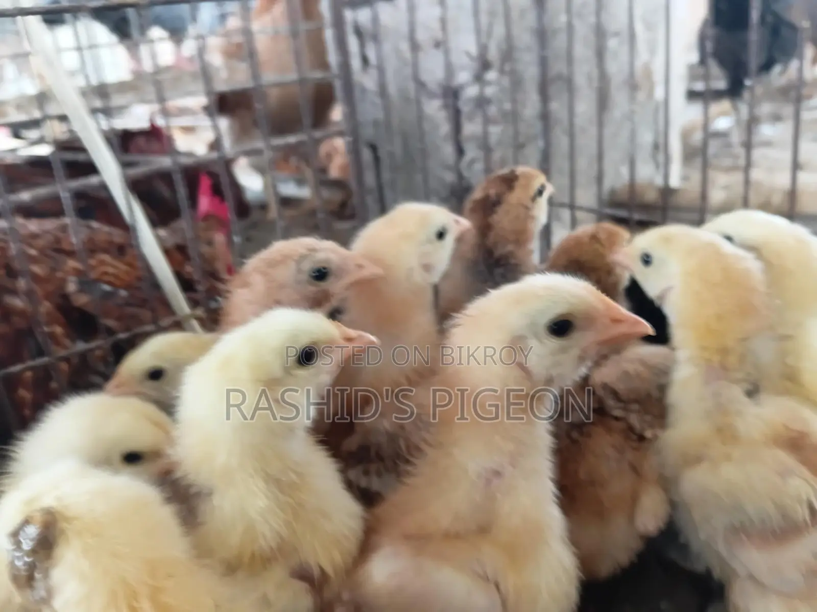 Chicken Chicks