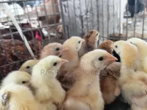 Chicken Chicks