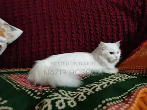 Female Cat Persian