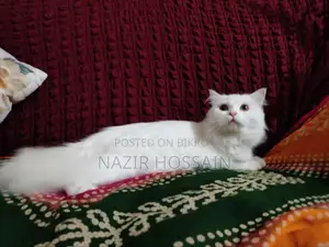 Female Cat Persian