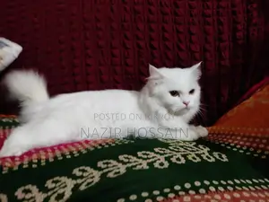 Female Cat Persian