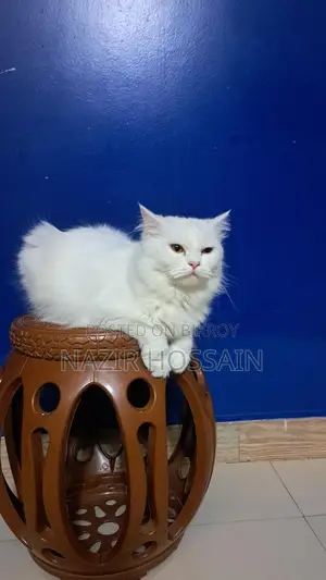 Female Cat Persian