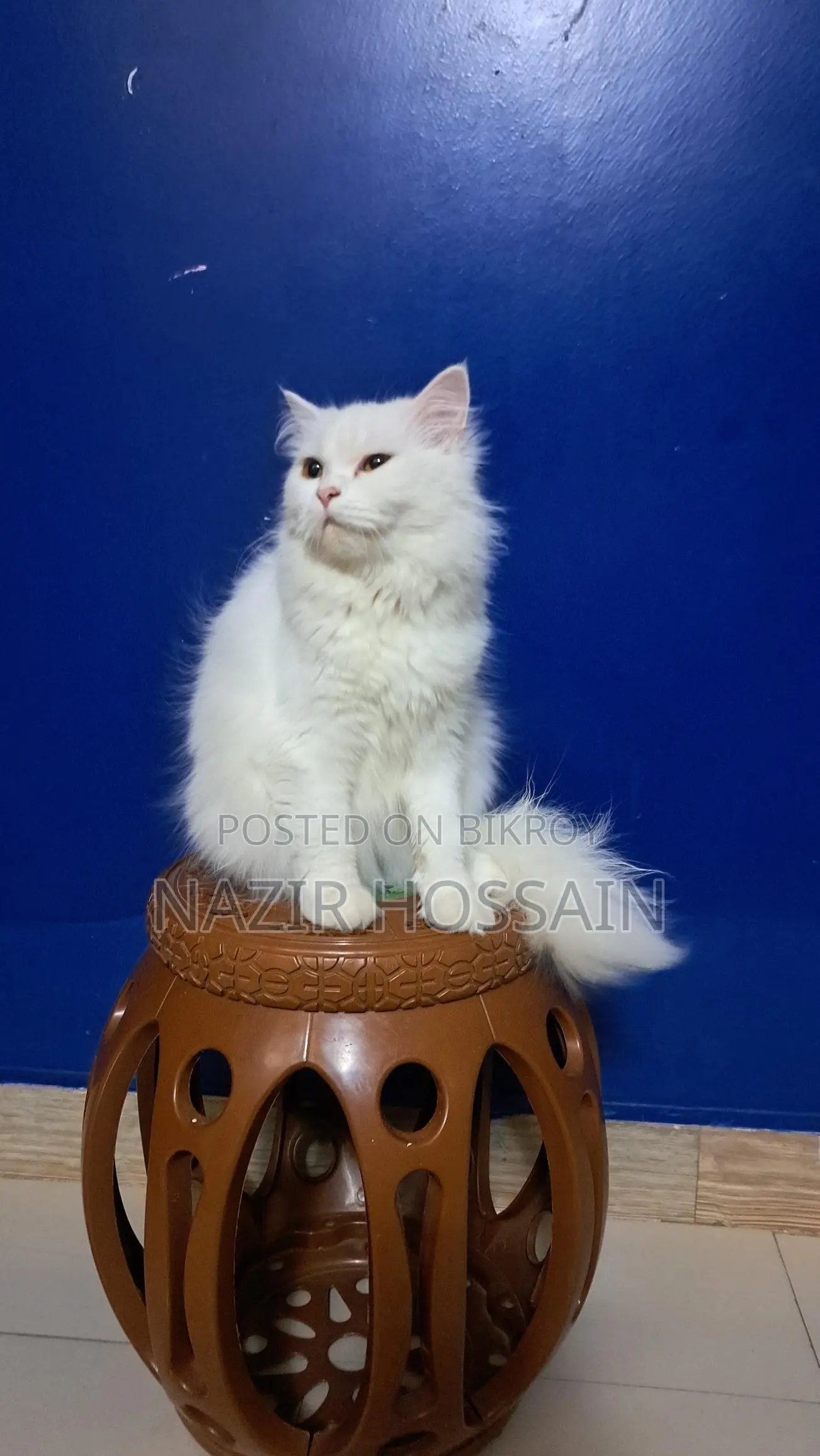 Female Cat Persian