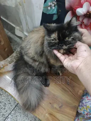 Female Persian Cat