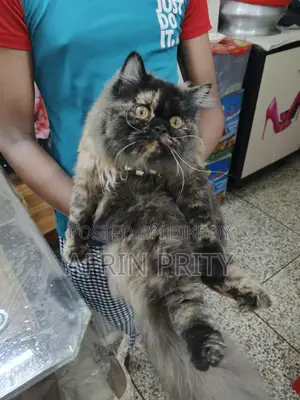 Female Persian Cat
