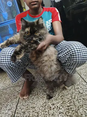Female Persian Cat