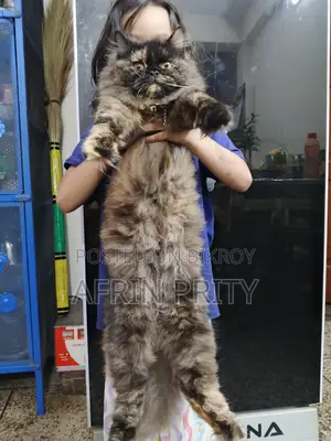 Female Persian Cat