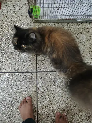 Female Persian Cat