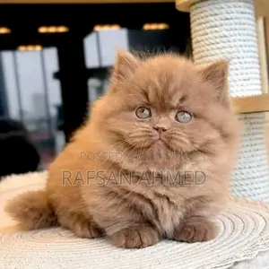 পার্সিয়ান বিড়াল