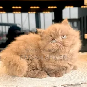 Persian Cat