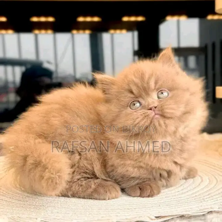 Persian Cat