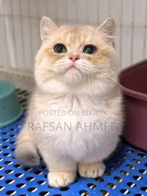 Persian Cat
